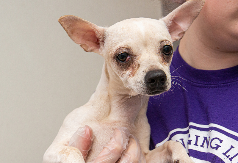 Li chihuahua rescue cheap